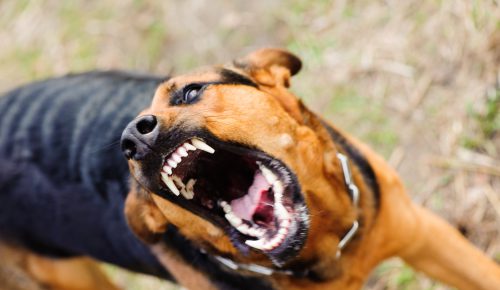 Norfolk, Virginia dog bite lawyer